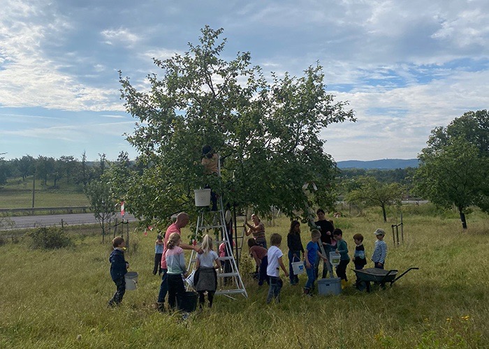 streuobstwiese-ernte streuobstwiese-ernte